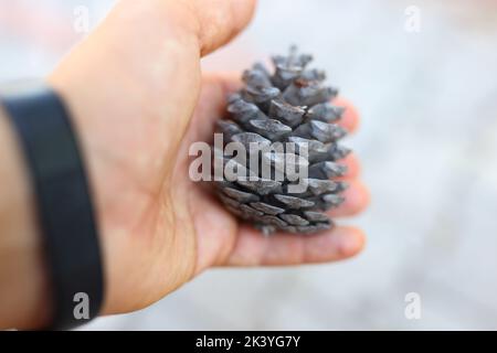 Cedar cone in tourist hand on gray background Stock Photo