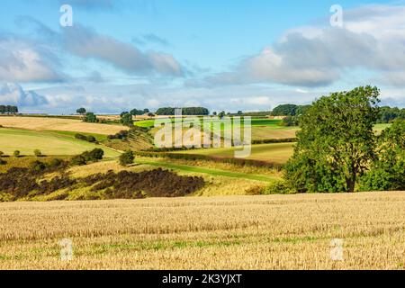 Harvest time in the Yorkshire Wolds, UK with golden cut corn fields, green fields, hay meadows, trees and public footpaths through the Wolds.  Horizon Stock Photo