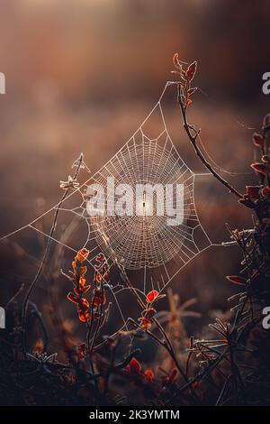 Frosty spiderweb on autumn morning Stock Photo