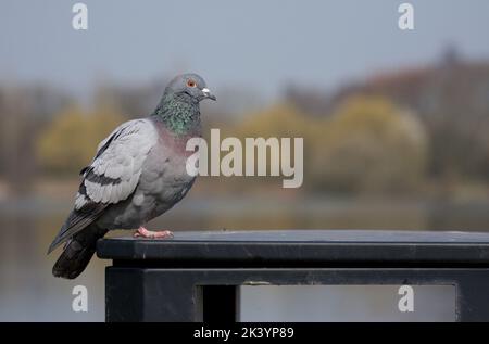 Racing Pigeon (Columba livia domestica) Adult Stock Photo