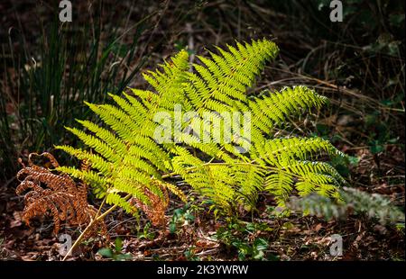 Bracken fond, just starting to turn, in a shaft of sunlight in early autumn Stock Photo