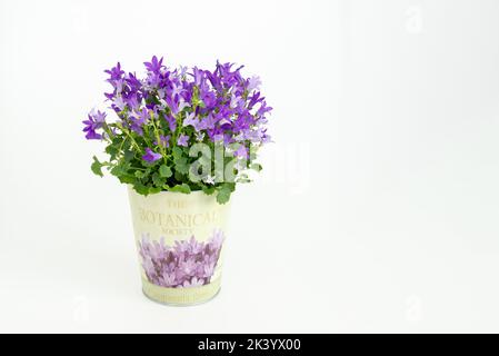 Potted Campanula Portenschlagiana isolated on white background Stock Photo