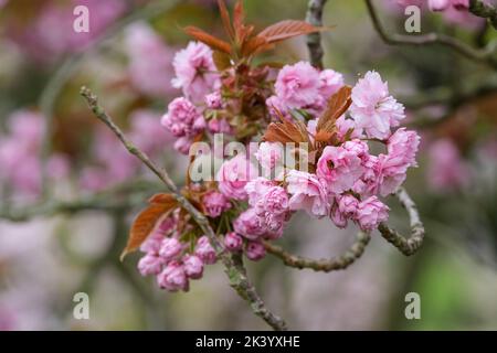 Prunus 'Kanzan', Prunus 'Sekiyama', Prunus serrulata 'Kanzan', cherry 'Kanzan'  coppery-brown young foliage, purplish-pink double flowers Stock Photo
