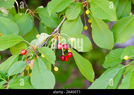 Ripe and unripe cherries on tree Stock Photo