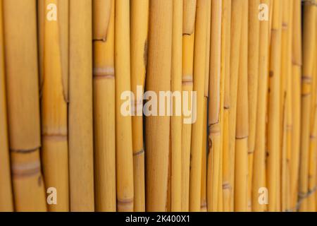 Bamboo fence background. Bamboo background or pattern photo. Selective focus. Stock Photo