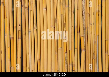 Bamboo pattern. Vertical bamboo fence background photo. Stock Photo