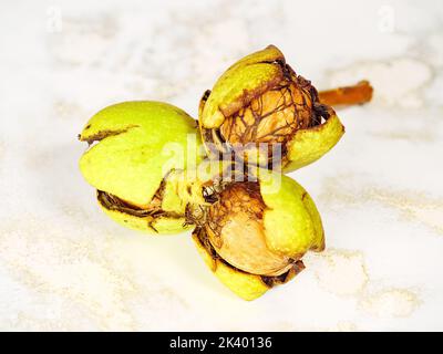 3 ripe walnuts with a broken peel Stock Photo