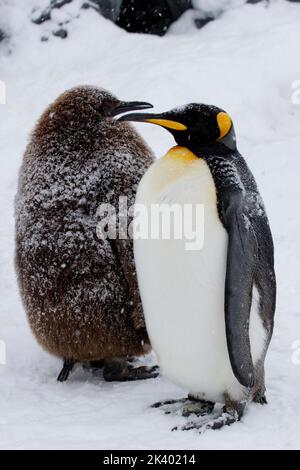 The vertical view of common and brown king penguins perching on the snow side by side Stock Photo