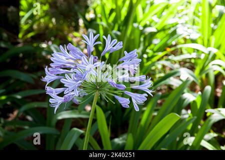 Blue Agapanthus also know as African Lily blooming in sunny garden Stock Photo