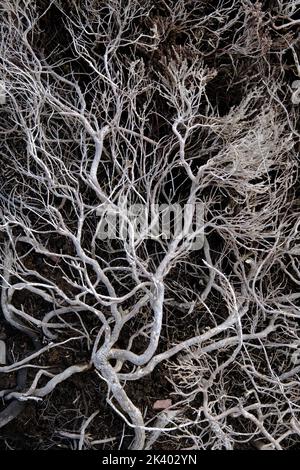Dried twiggy branches of heather plant set against peaty soil. Stock Photo
