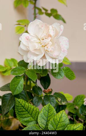 White shrub rose also know as Rosa Alba Maxima blooming in the garden Stock Photo