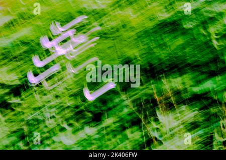 Motion blur photo of pink flowers and green grass Stock Photo