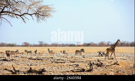 African Bush Scene with Giraffe, Zebra, springbok and a Kudu, walking across the harsh dry dusty landscape in Etoha National Park, Namibia Stock Photo