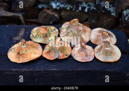 Still life of mushrooms of the species Lactarius deliciosus and Lactarius sanguifluus Stock Photo