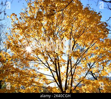 Autumn colored leaves of a maple (Acer platanoides) against the light Stock Photo