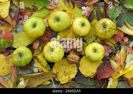 Apples ('Calville Blanc', ancient french variety, 1600) on a bed of leaves in autumn. Stock Photo