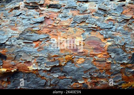 Scots pine bark (Pinus sylvestris) Stock Photo