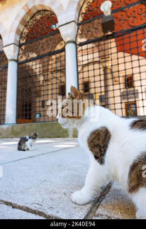 Stray cats in the garden of a mosque. Turkish culture background photo. Stray cats of Istanbul. Stock Photo