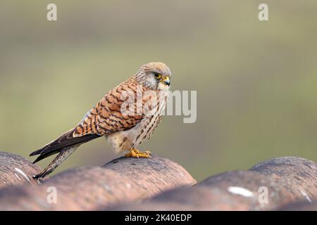 lesser kestrel (Falco naumanni), female perched on a roof, Spain, Extremadura Stock Photo