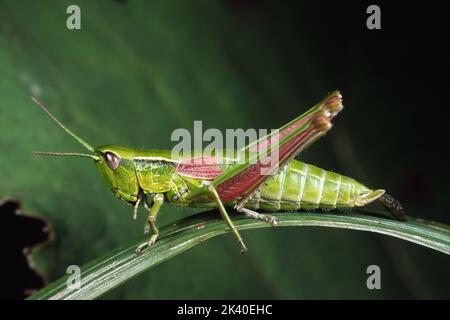 small gold grasshopper (Chrysochraon brachypterus, Euthystira brachyptera), female sits on a leaf, Germany Stock Photo