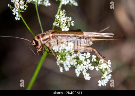 House cricket, Domestic cricket, Domestic gray cricket (Acheta domesticus, Acheta domestica, Gryllulus domesticus), female sits on an inflorescence, Stock Photo