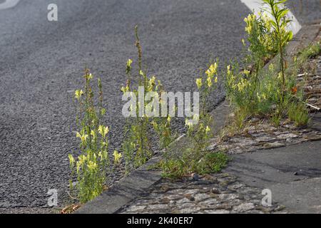 common toadflax, yellow toadflax, ramsted, butter and eggs (Linaria vulgaris), growing among gravel, Germany Stock Photo