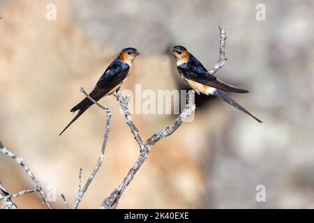 red-rumped swallow (Hirundo daurica, Cecropis daurica), two red-rumped swallows perched on a dead tree, Spain, Extremadura, Monfrague National Park Stock Photo