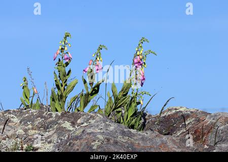 mullein foxglove (Digitalis thapsi), blooming, Spain, Extremadura, La Serena Stock Photo