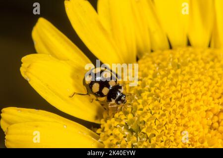ladybird beetle (Coccinula quatuordecimpustulata), sits on a flower, Germany Stock Photo