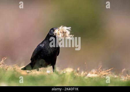 common raven (Corvus corax), with wool in the bill for nest-building, Spain, Pyrenees, Sierra de Port del Comte Stock Photo