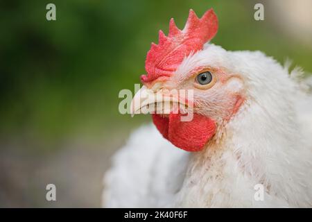 Portrait of a rooster with white plumage close-up. Broiler chicken in the farm outdoors. Space for text. Selective focus. Stock Photo