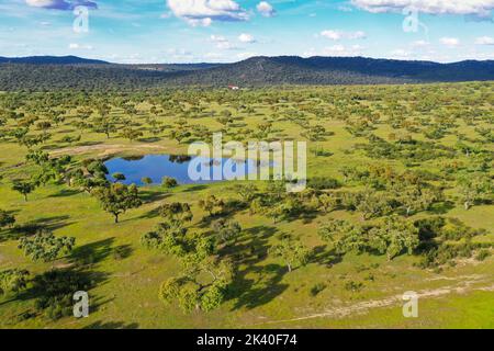 Holm oak, Evergreen oak, Holly oak, Evergreen Oak (Quercus ilex), holm oak dehesa with water place, aerial view, Spain, Extremadura, Herreruela Stock Photo