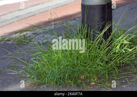 hairy finger-grass, large crabgrass (Digitaria sanguinalis), on a pavement, Germany Stock Photo