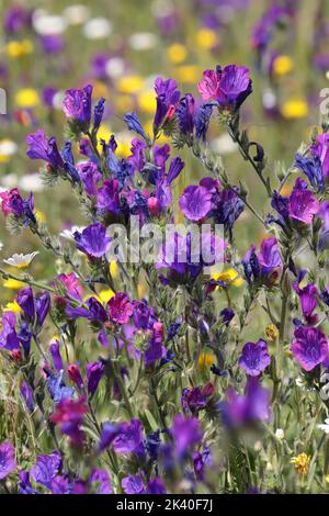 bugloss, salvation jane, Paterson's Curse, Patterson's Curse, Patersons Curse, Pattersons Curse (Echium plantagineum), blooming, Spain, Extremadura, Stock Photo