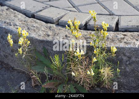 common toadflax, yellow toadflax, ramsted, butter and eggs (Linaria vulgaris), growing among gravel, Germany Stock Photo