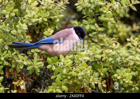 Iberian azure-winged magpie (Cyanopica cooki), perched on an evergreen oak, Spain, Extremadura, Caceres