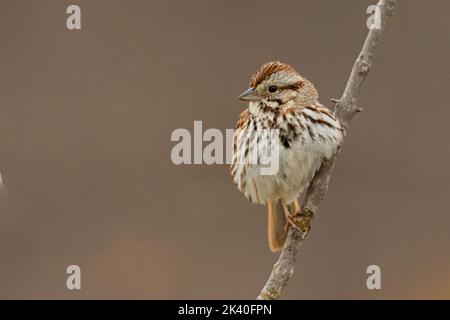 Song sparrow (Melospiza melodia), perched on a branch, Canada, Manitoba, Riding Mountain National Park Stock Photo