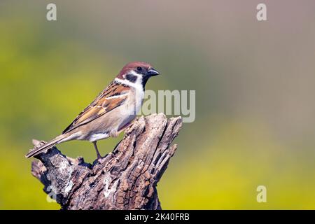 Eurasian tree sparrow (Passer montanus), perched on deadwood, Spain, Katalonia, Montgai Stock Photo