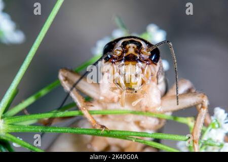 House cricket, Domestic cricket, Domestic gray cricket (Acheta domesticus, Acheta domestica, Gryllulus domesticus), portrait, Germany Stock Photo