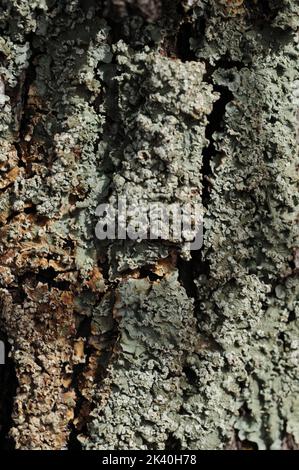Bark of Elm. Seamless Tileable Texture stock photo Stock Photo