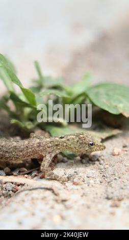 tiny lizard on the floor laying close to a leaf on summer Stock Photo