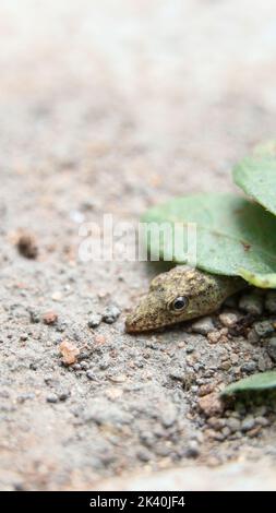 tiny lizard on the floor laying close to a leaf on summer Stock Photo