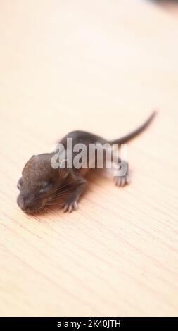 a cute little newborn rat baby laying sleeping isolated on a wooden table Stock Photo