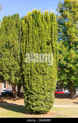 European Yew tree (Taxus baccata) in St Mary's Church churchyard, Dedham, Essex, England, United Kingdom Stock Photo