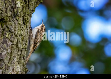 Close up of a treecreeper (Certhiidae) on a tree trunk with beautuful bokeh background, West Yorkshire, UK Stock Photo