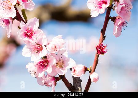 blossoming peach flowers in the garden in spring Stock Photo