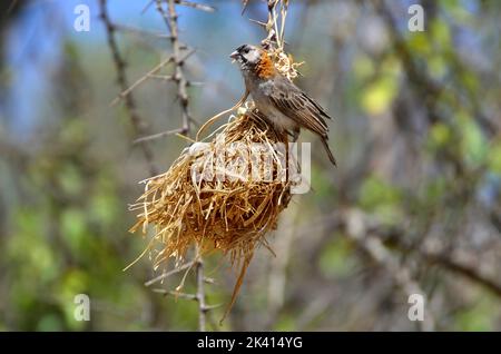 Speckle-fronted weaver (Sporopipes frontalis) building nest. Tanzania Stock Photo