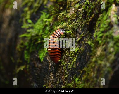 Giant Pill Millipede crawling in a Rainforest tree (Sphaerotheriida Zephroniidae). Sabah, Borne, Stock Photo