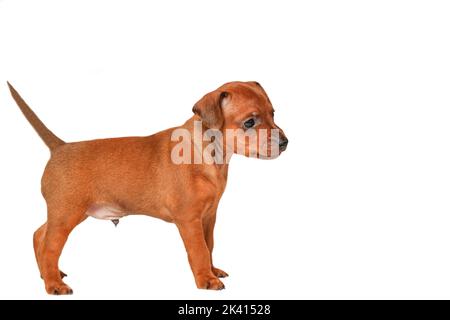 A small brown puppy stands sideways on a white background. Isolate. A thoroughbred, small dog. Mini pinscher. Zwergpinscher. Stock Photo