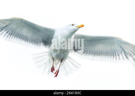 seagull in flight with spread wings Stock Photo
